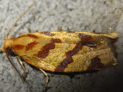 Clepsis pallidana