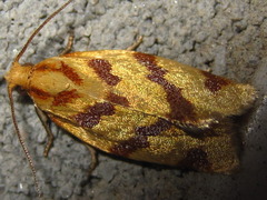 Clepsis pallidana