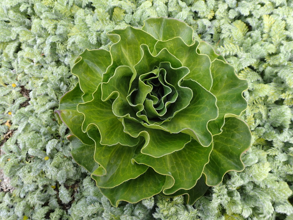 Kerguelen Cabbage from Kerguelen, TF on November 29, 2016 by pougeon ...