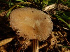 Coprinellus truncorum