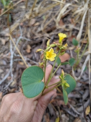 Oxalis cordata