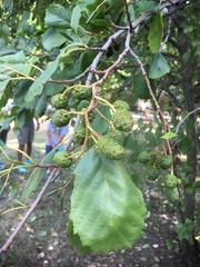 Alnus rohlenae