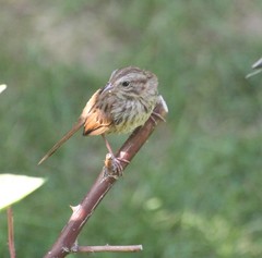 Melospiza melodia