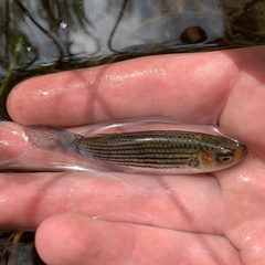 Fundulus lineolatus