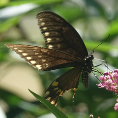 Papilio troilus
