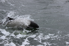 Cephalorhynchus commersonii