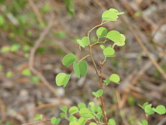 Bauhinia racemosa