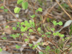 Bauhinia racemosa