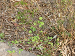 Bauhinia racemosa