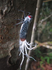 Lystra lanata