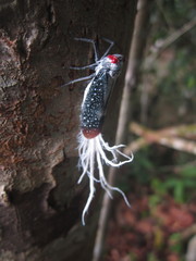Lystra lanata