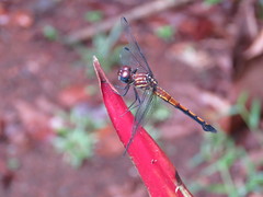 Cannaphila