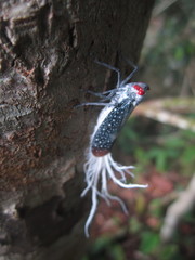 Lystra lanata