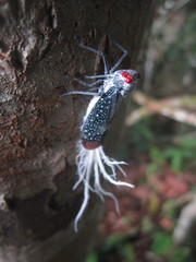 Lystra lanata