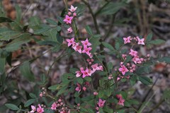 Boronia umbellata