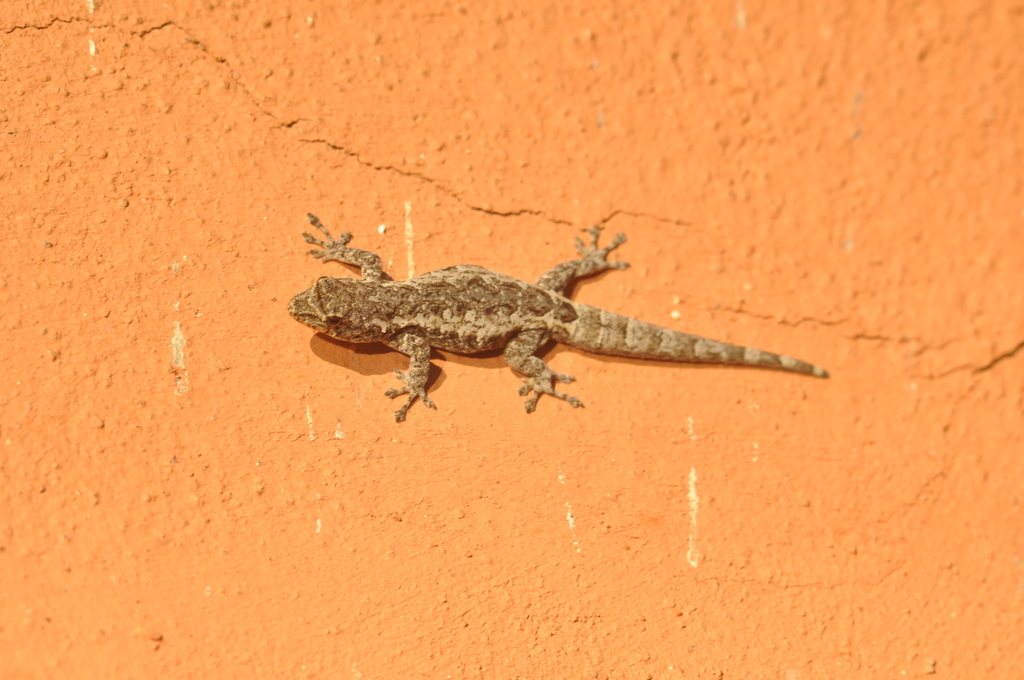Ampefy Dwarf Gecko