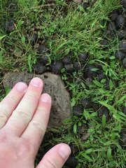 Cervus canadensis canadensis