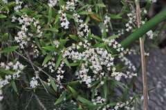 Leucopogon pimeleoides
