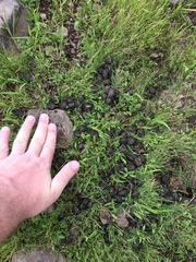 Cervus canadensis canadensis