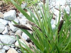 Carex spectabilis