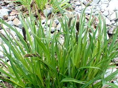 Carex spectabilis
