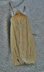 Mythimna oxygala