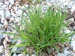 Carex spectabilis