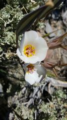 Calochortus panamintensis