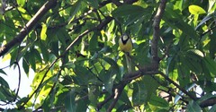 Motacilla flaviventris
