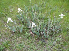 Iris albicans