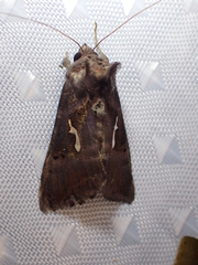 Thysanoplusia calceolaris