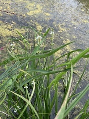 Sagittaria trifolia