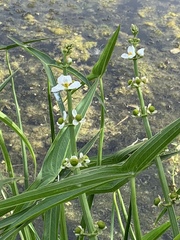 Sagittaria trifolia