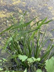 Sagittaria trifolia