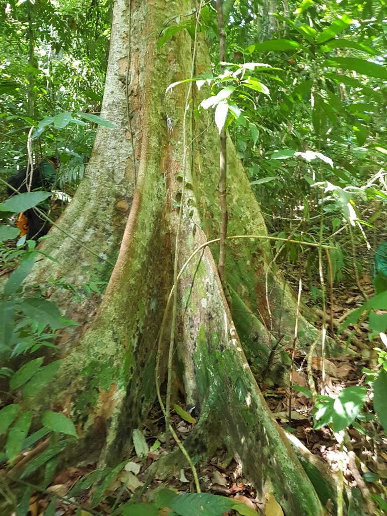 Pradosia grisebachii