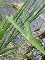 Sagittaria trifolia