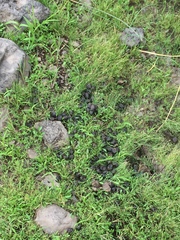 Cervus canadensis canadensis