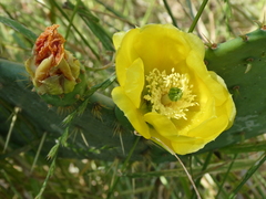 Opuntia
