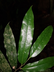 Klarobelia stipitata