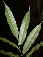 Klarobelia stipitata