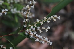 Leucopogon pimeleoides