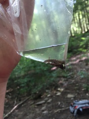 Desmognathus conanti