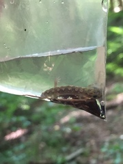 Desmognathus conanti