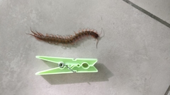 Scolopendra alternans