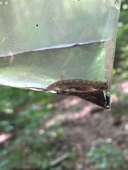 Desmognathus conanti