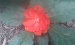 Leuenbergeria bleo