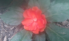 Leuenbergeria bleo
