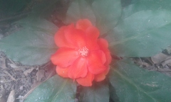 Leuenbergeria bleo
