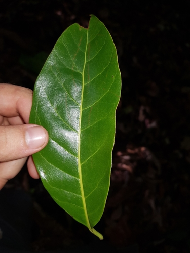 Beilschmiedia osacola