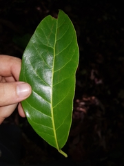 Beilschmiedia osacola